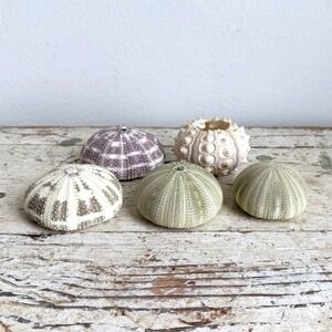 Natural Sea Urchin Shells Set of 5 Coastal Decor Green Purple Cream